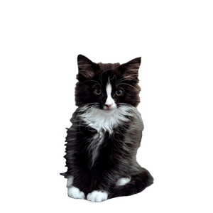 A Cute Fluffy Kitten With Striking Colors Sits Adorably On A Couch. 15218 - Cat PNG image with transparent background